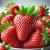 DALL·E 2024-11-15 11.51.50 - A high-quality image of fresh, ripe strawberries. The strawberries should be vibrant red with green leaves on top, showcasing a juicy and appetizing l.webp