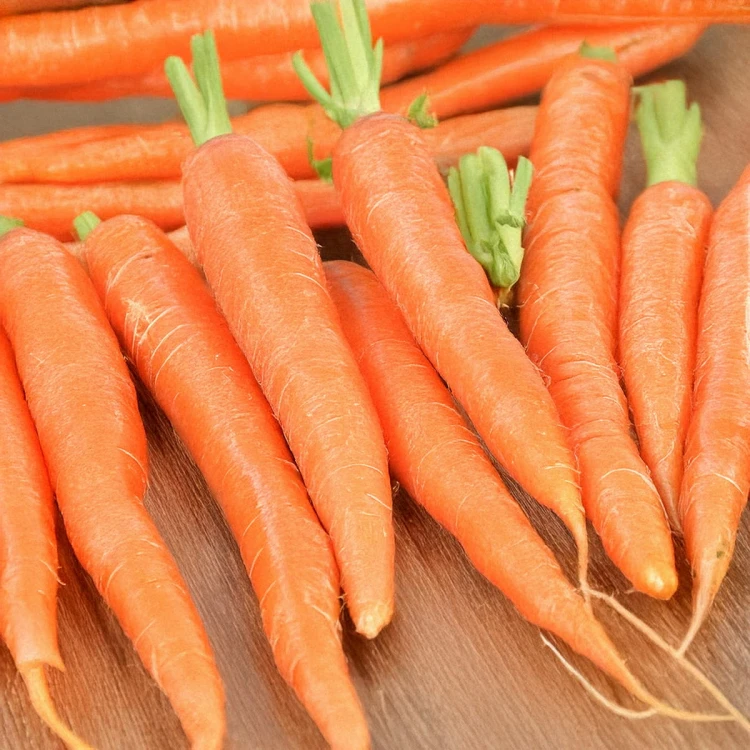 carrot3.jpg