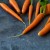 carrot4.jpg