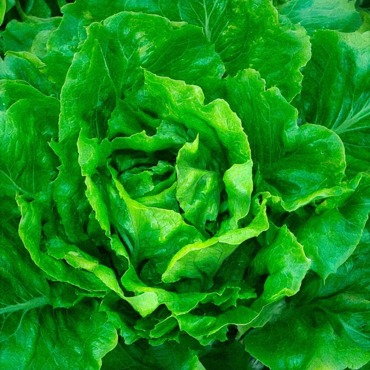 salata3.jpg